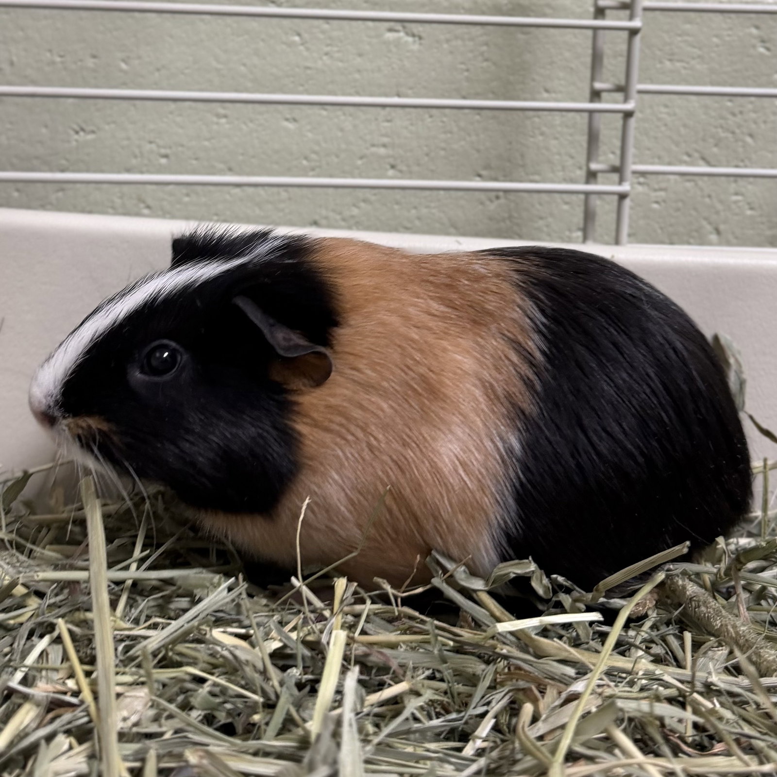 Sprout Image