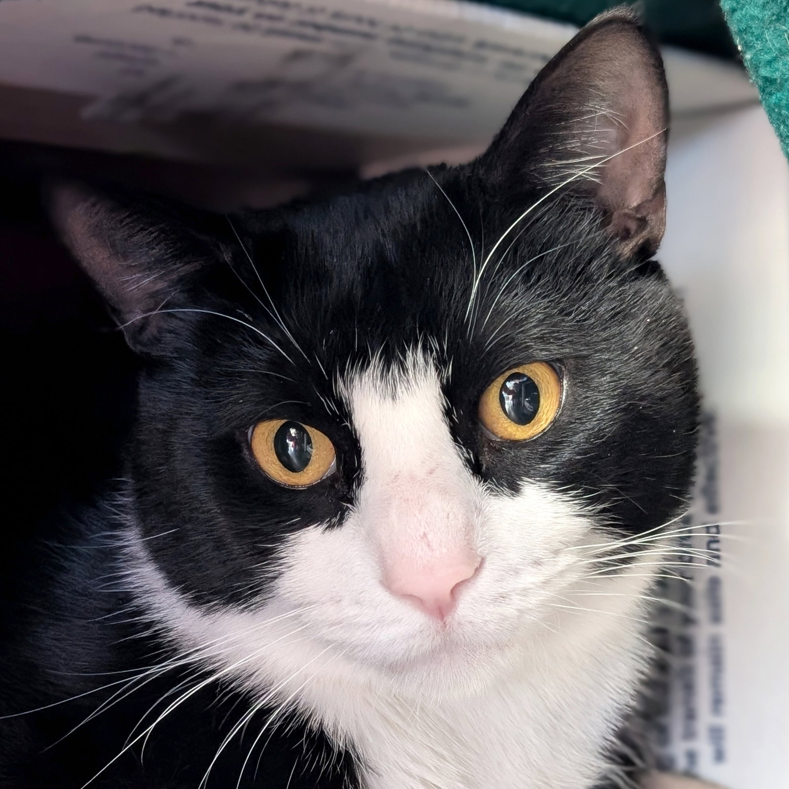 Tux Image
