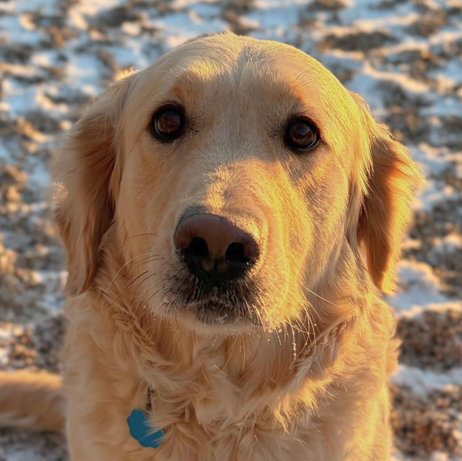 Sophie Image