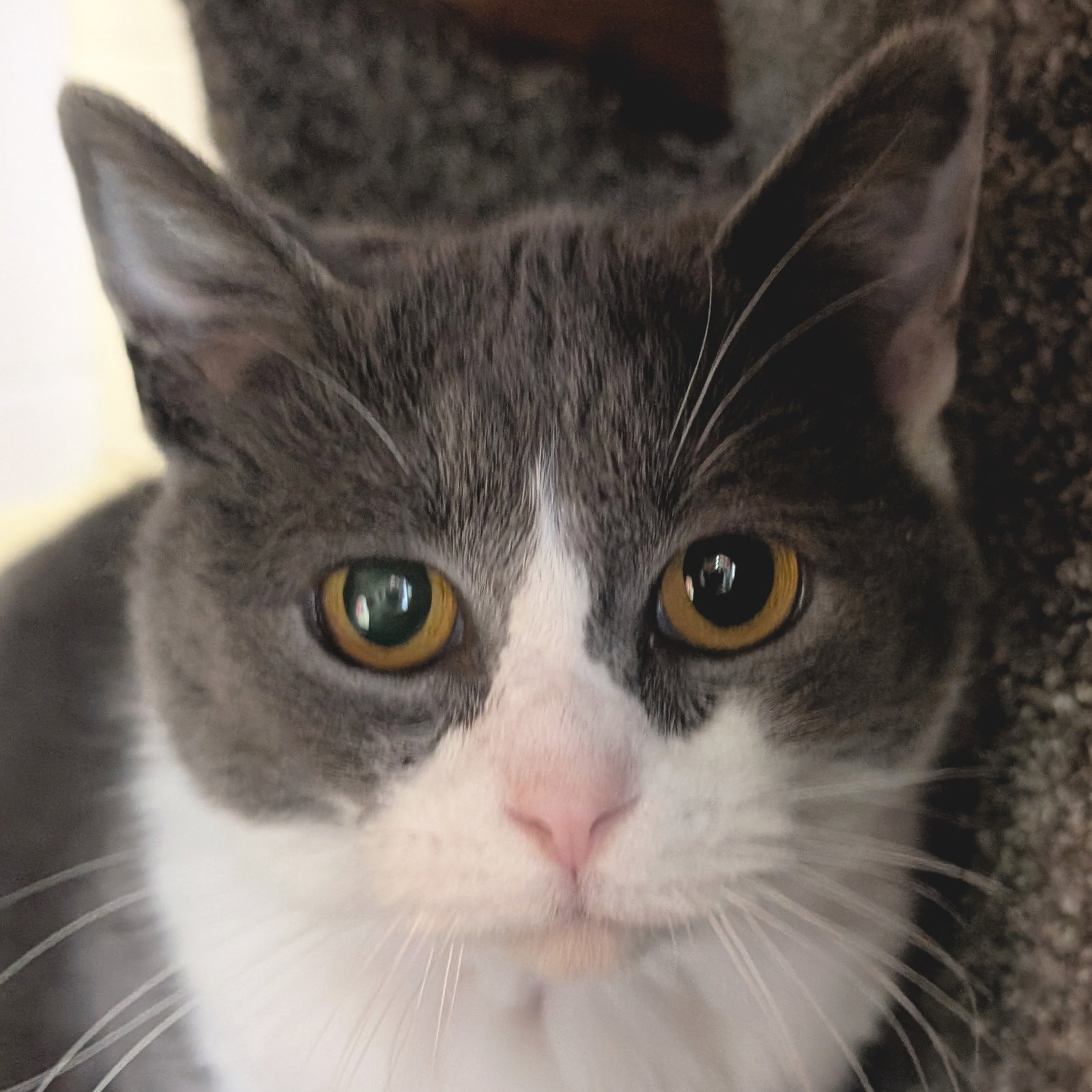 Emma Image