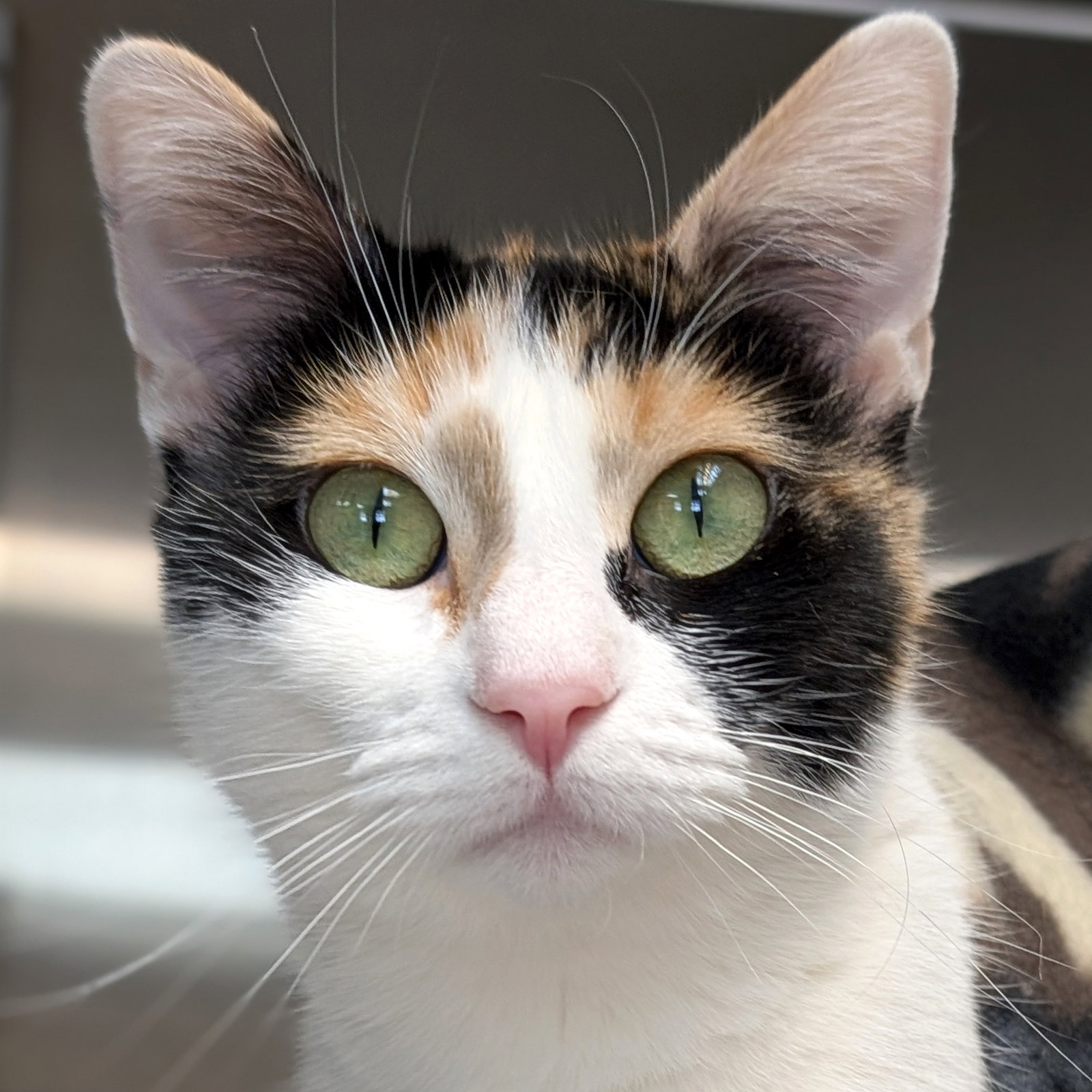 Kibbles Image