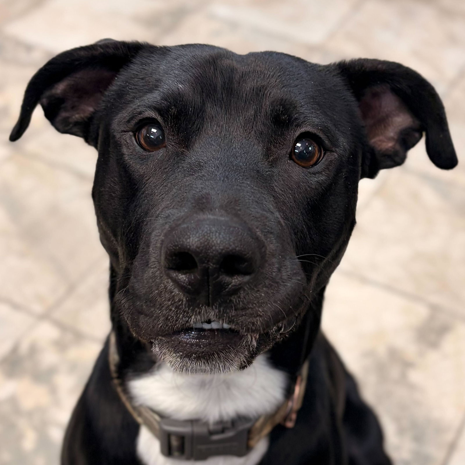 Fredrick - Name Your Own Adoption Fee!
