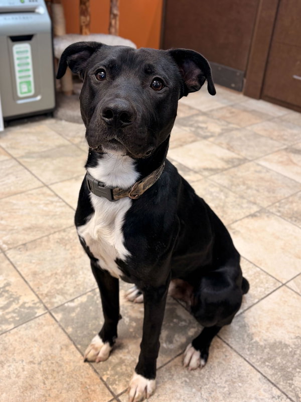 Fredrick - Name Your Own Adoption Fee!