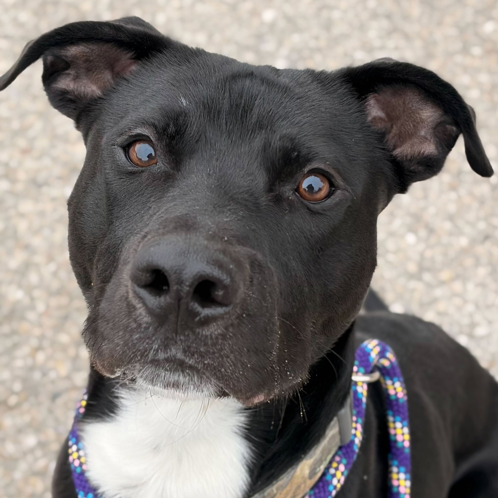 Fredrick - Adoption Fee Paid! Image