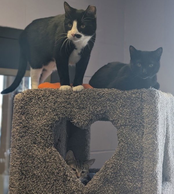 Ink Spot - Name Your Own Adoption Fee!