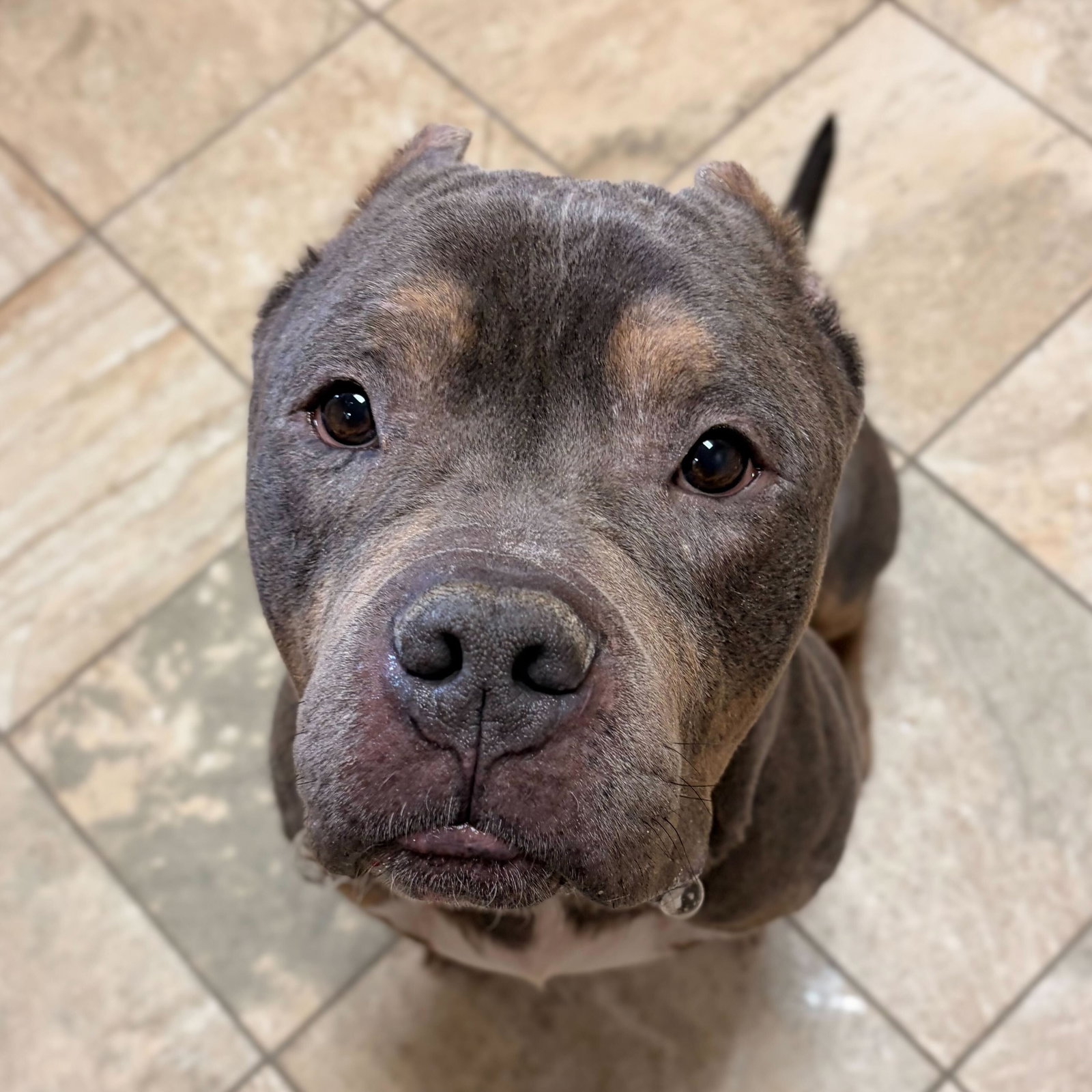 Gunther - Name Your Own Adoption Fee!
