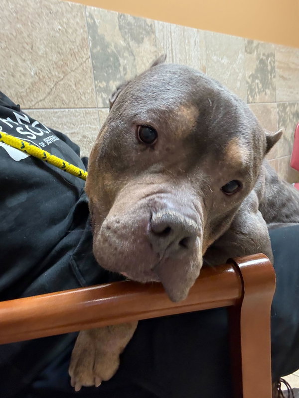 Gunther - Name Your Own Adoption Fee!
