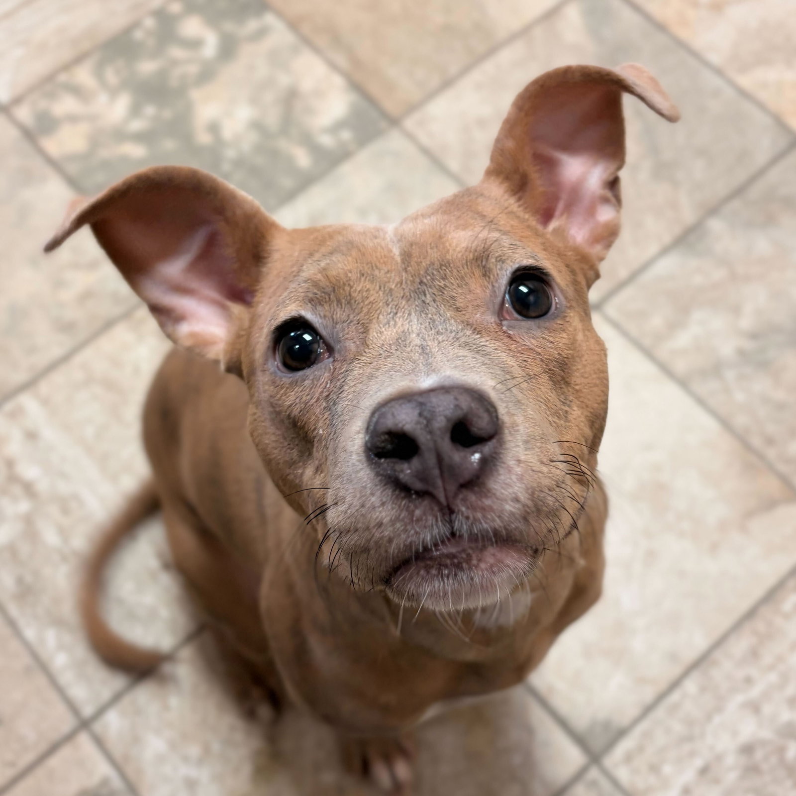 Bridget - Adoption Fee Paid!