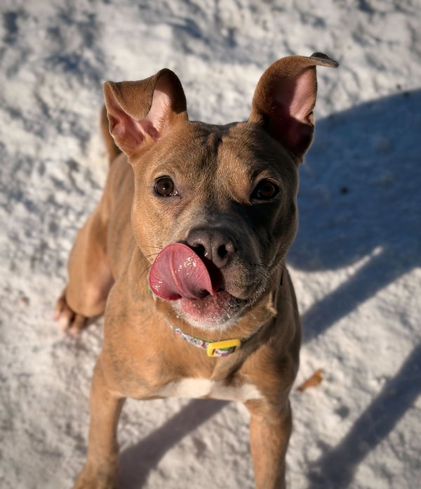 Bridget - Name Your Own Adoption Fee!