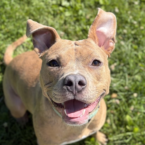 Bridget, an adoptable Terrier in Jefferson, WI