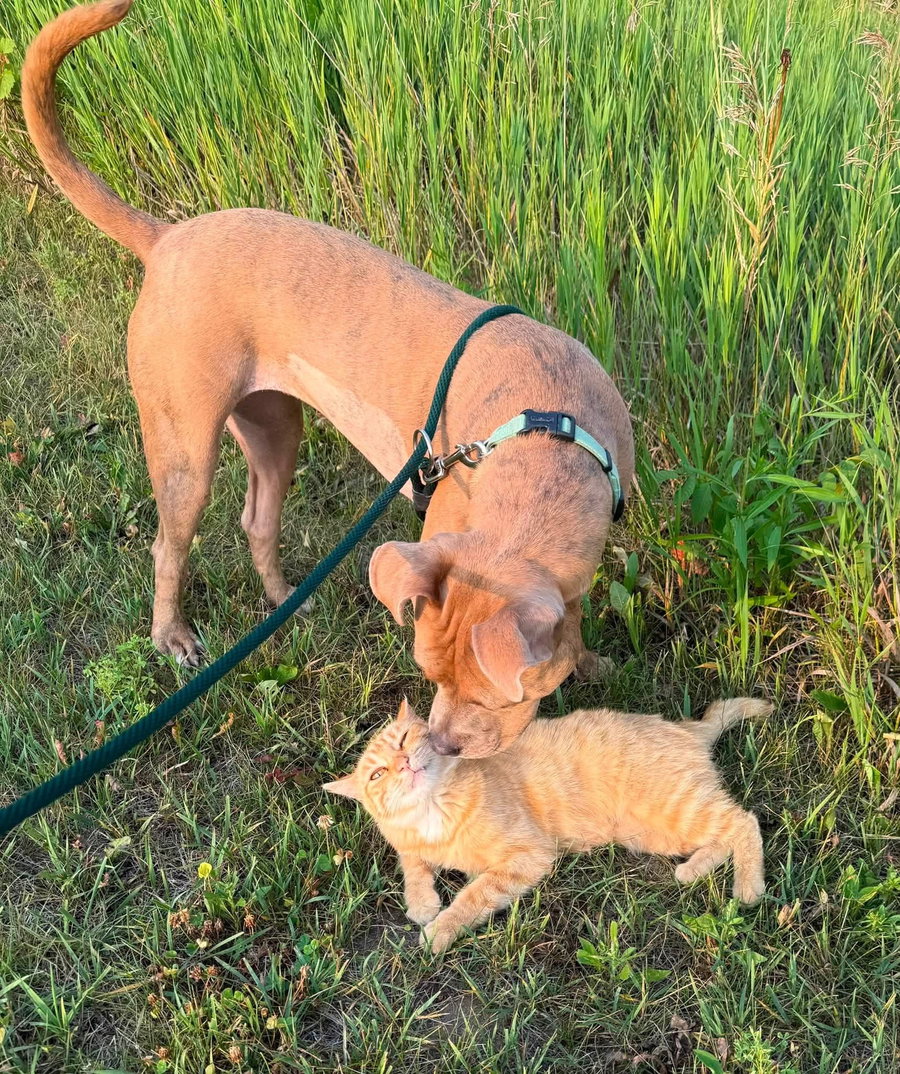 Bridget - Adoption Fee Paid!