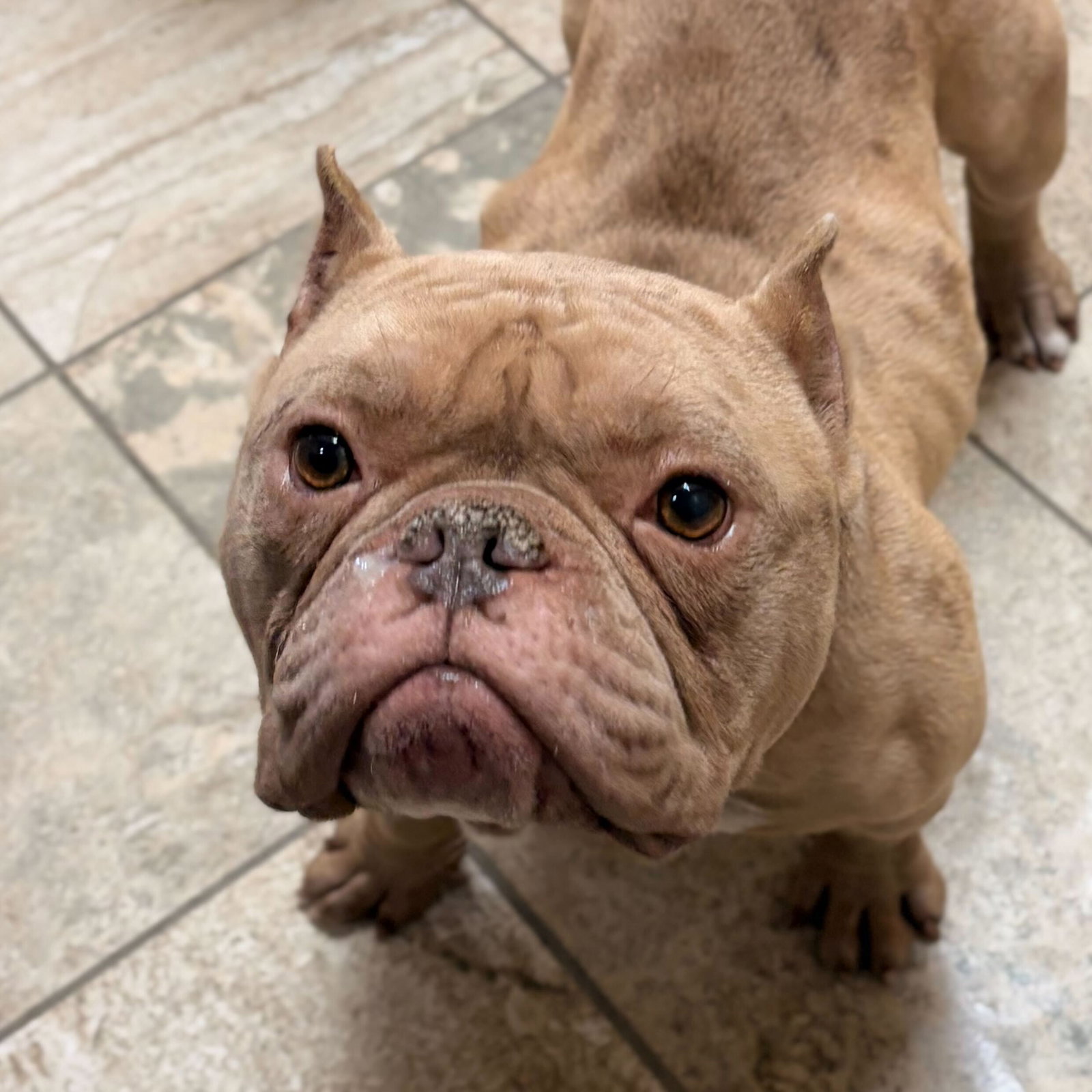 Rosie Image
