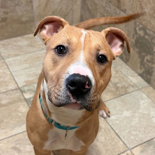 picture of the dog needing adoption