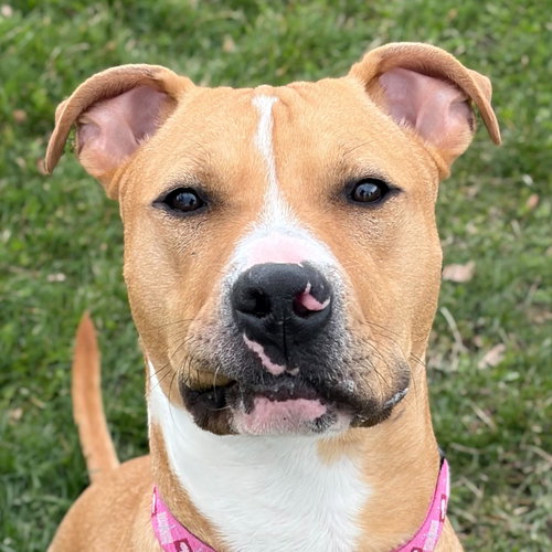 picture of the dog needing adoption
