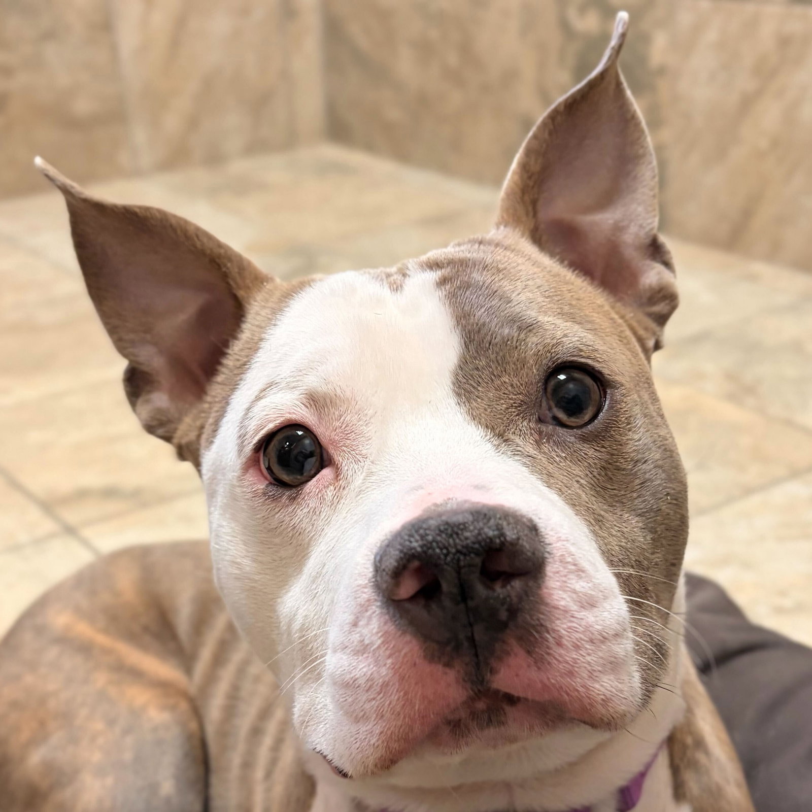 Peggy Image