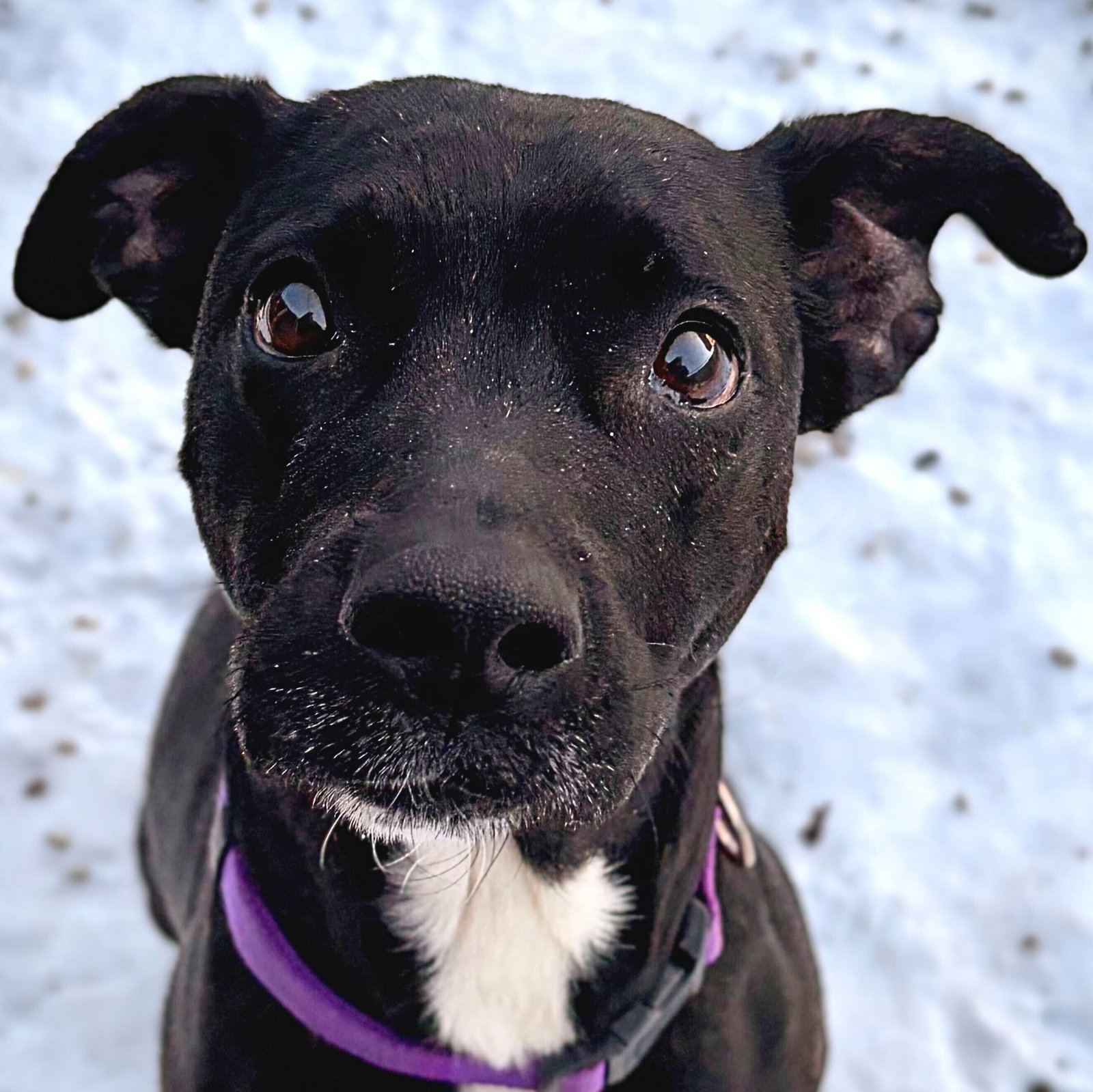 Nellie - In Foster!