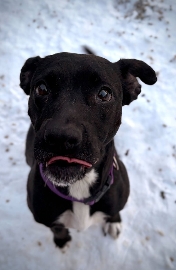 Nellie - In Foster!