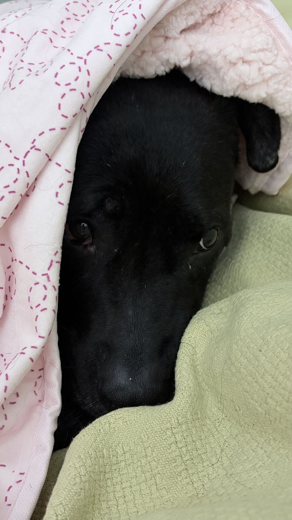 Nellie - In Foster!