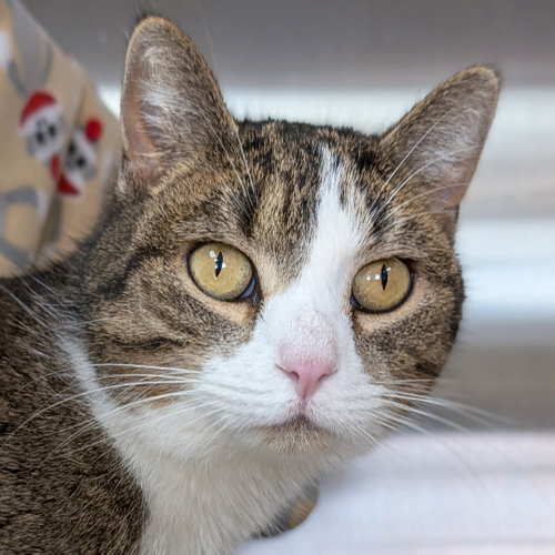 Rhubarb, Adult Domestic Short Hair (short coat), cat for adoption in Jefferson, Wisconsin