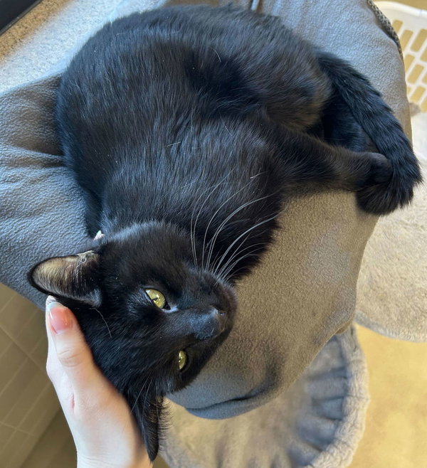Meatball