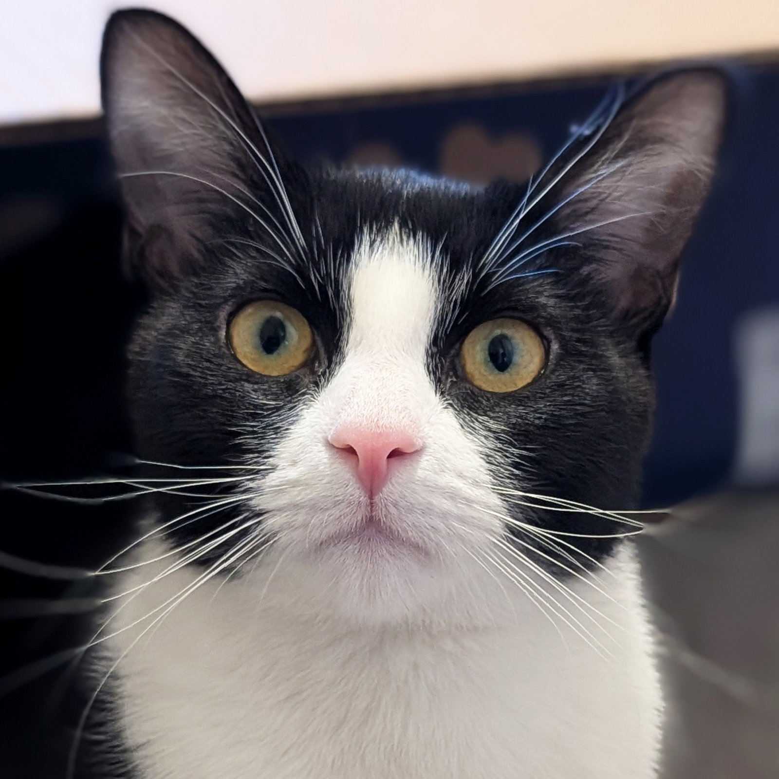 Pixel - Name Your Own Adoption Fee! Image