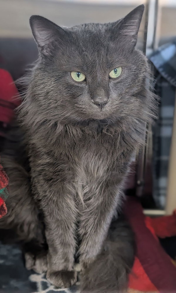 Yoda