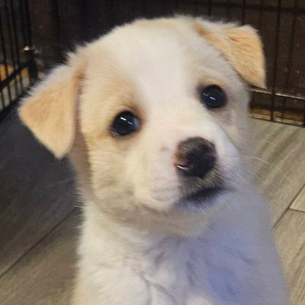 Meridian - In Foster!