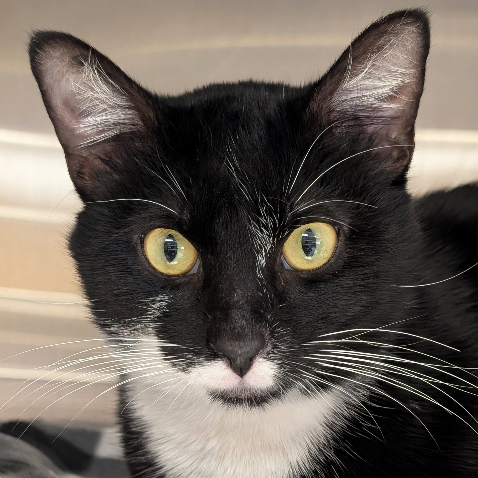 Hawthorne - Name Your Own Adoption Fee! Image