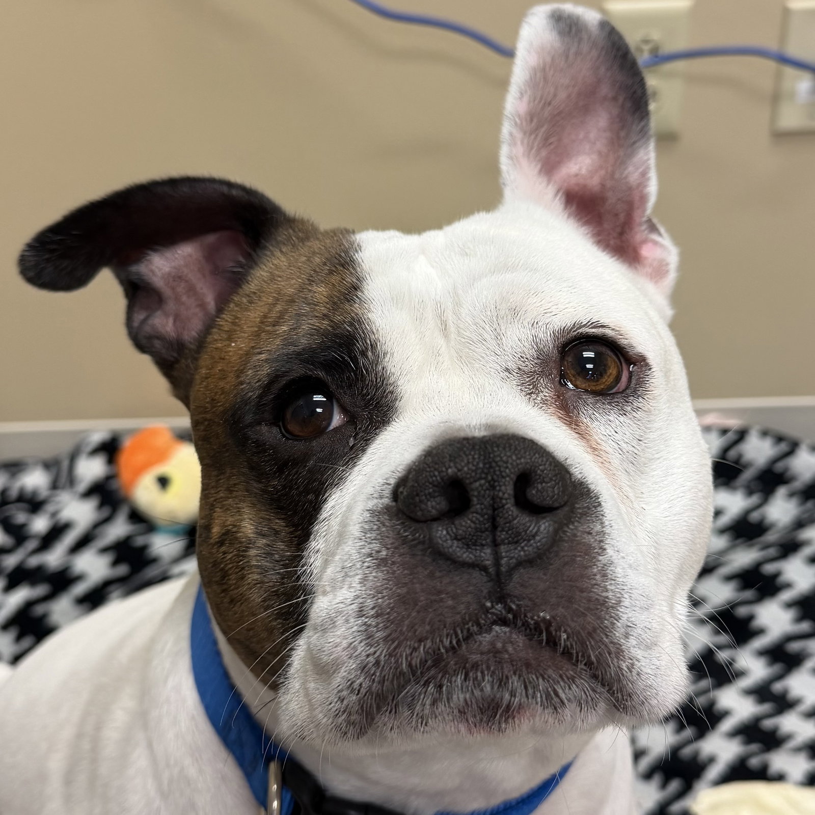 Pongo Image