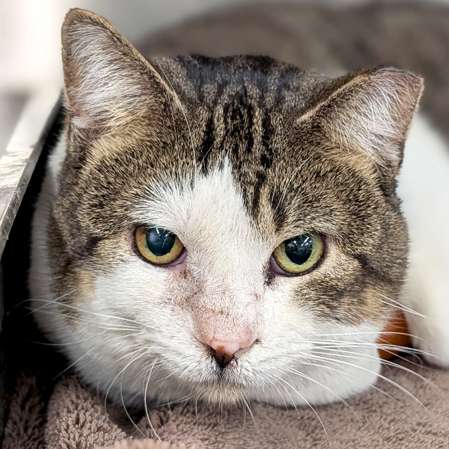 Woody - Working Cat! Image