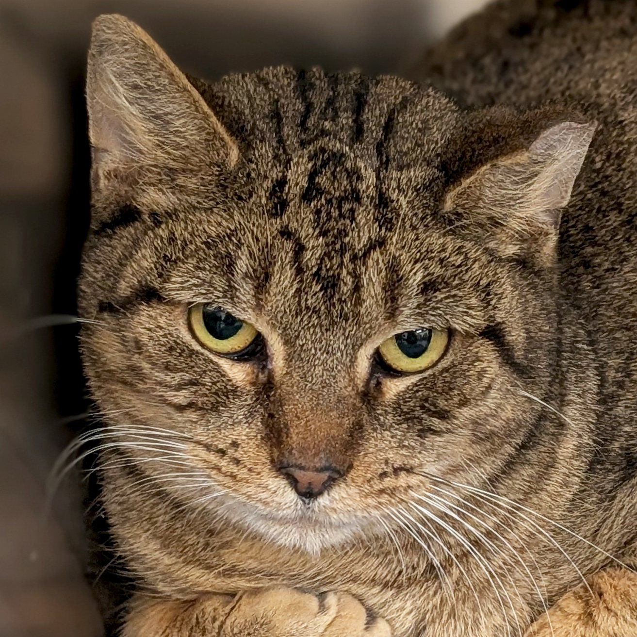 Shore - Working Cat! Image