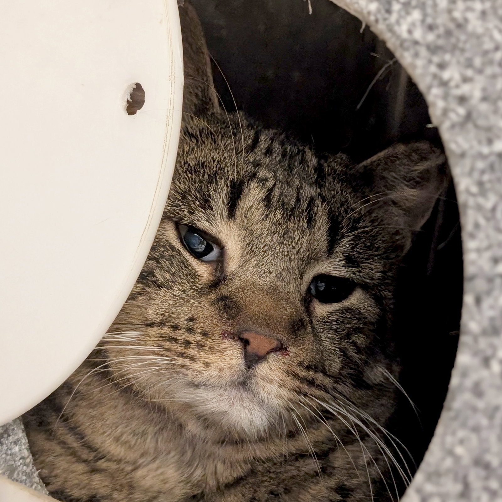 Mills - Working Cat! Image