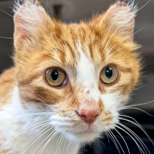 Jax, an adoptable Domestic Short Hair in Jefferson, WI