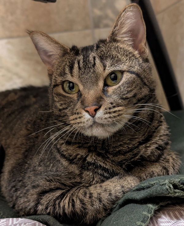 Diva - Name Your Own Adoption Fee!