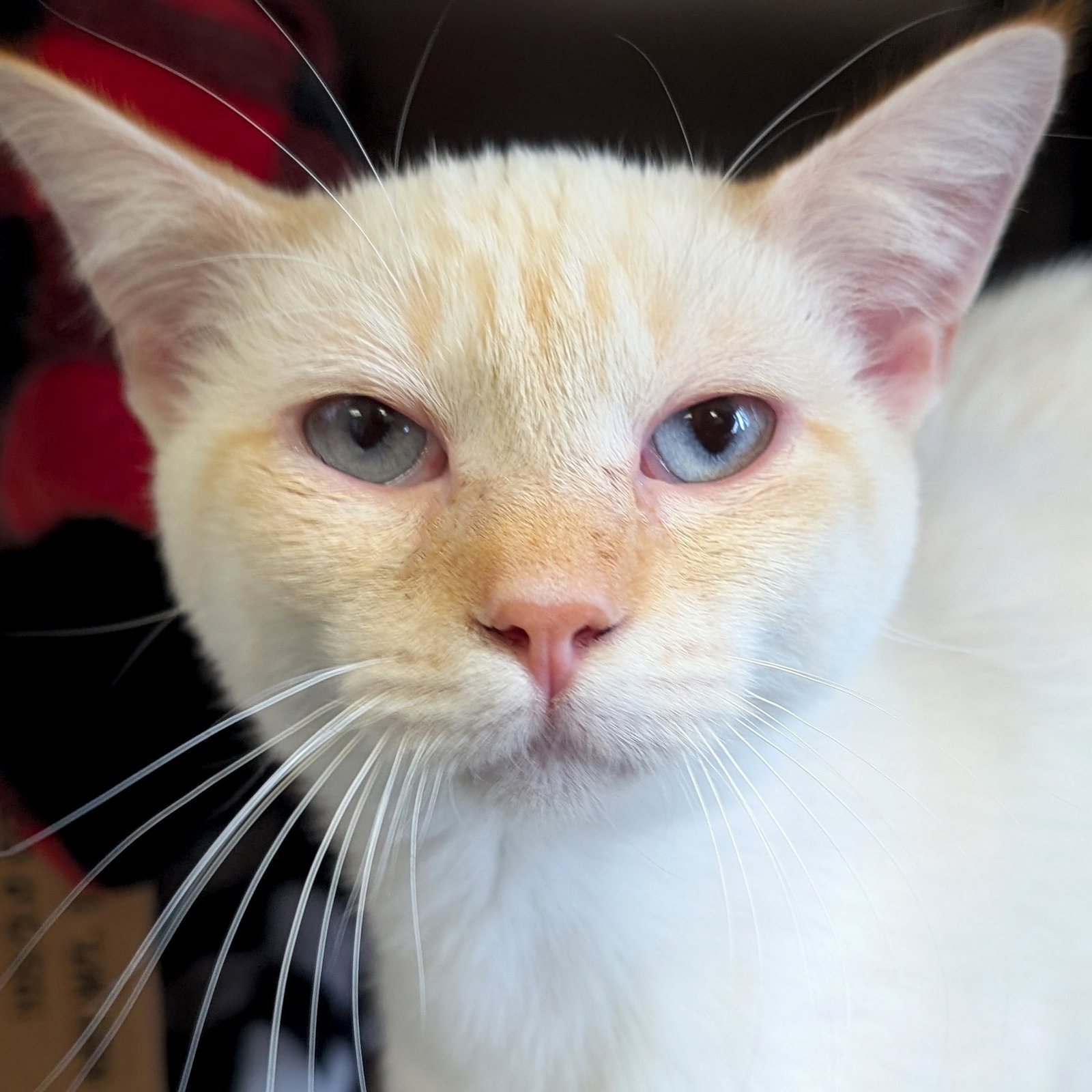Casper Image