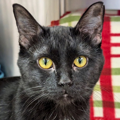 picture of the cat needing adoption