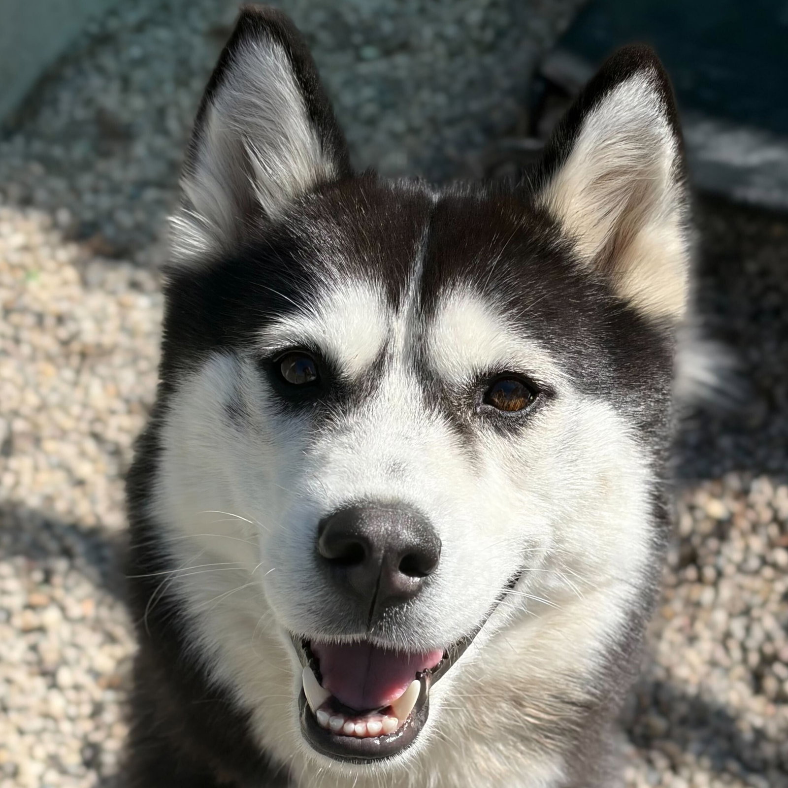 Stella Image
