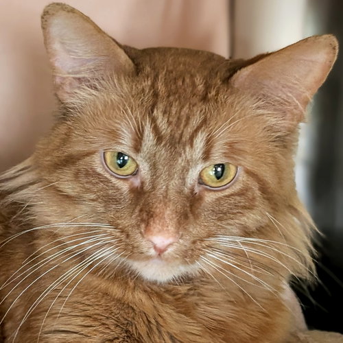 picture of the cat needing adoption