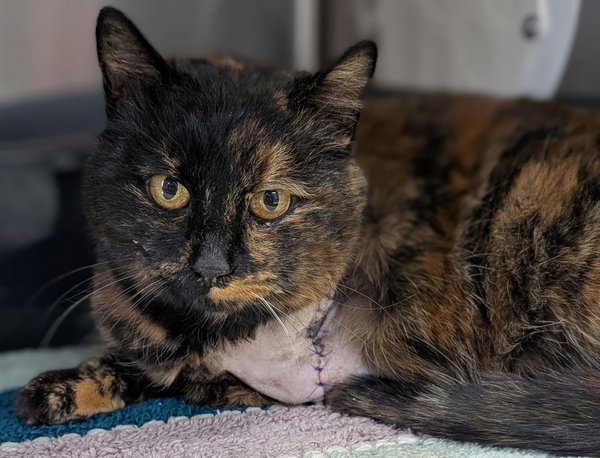 Mango - Adoption Fee Paid!