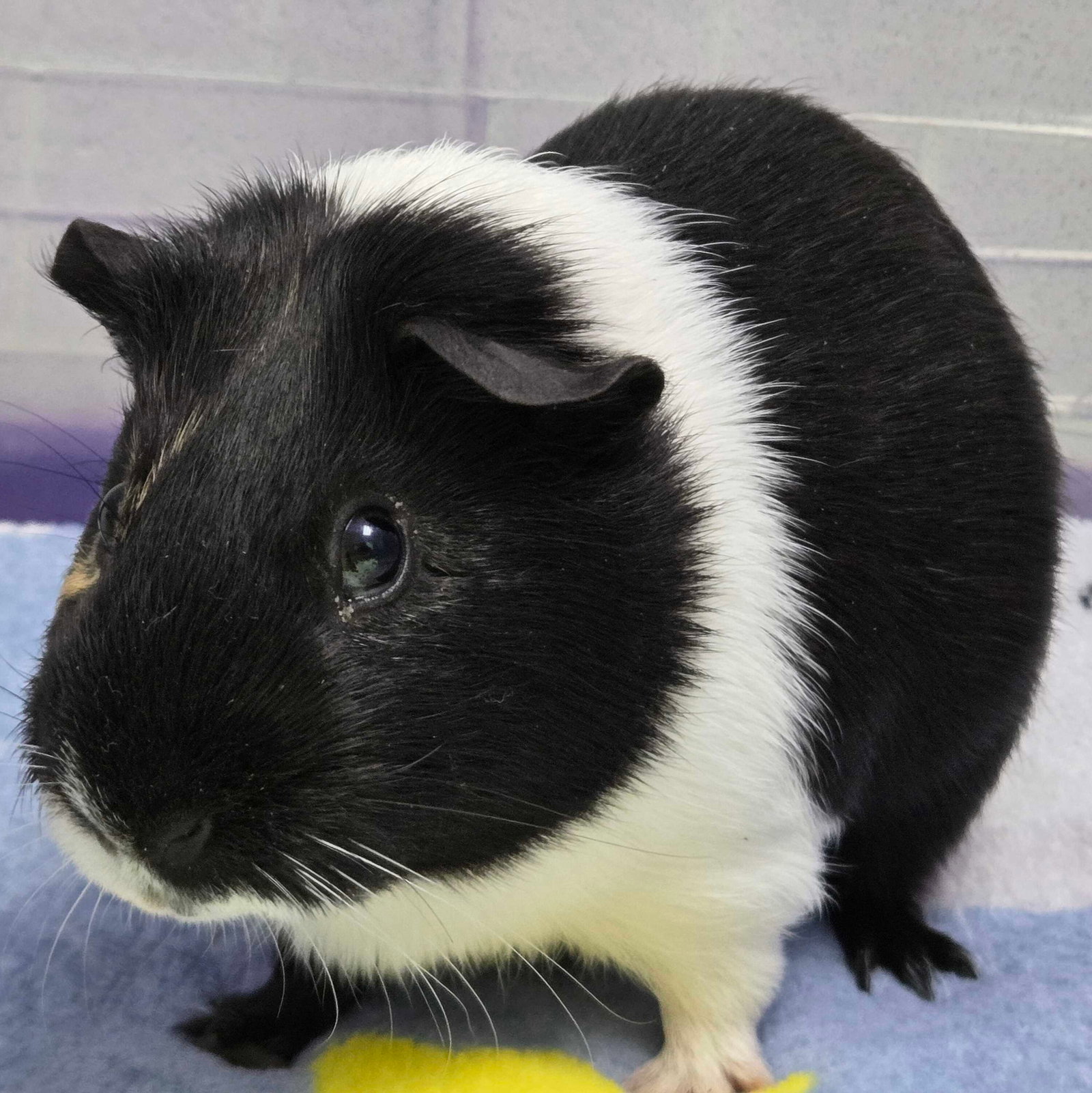 Mr Twiggles - Name Your Own Adoption Fee! Image