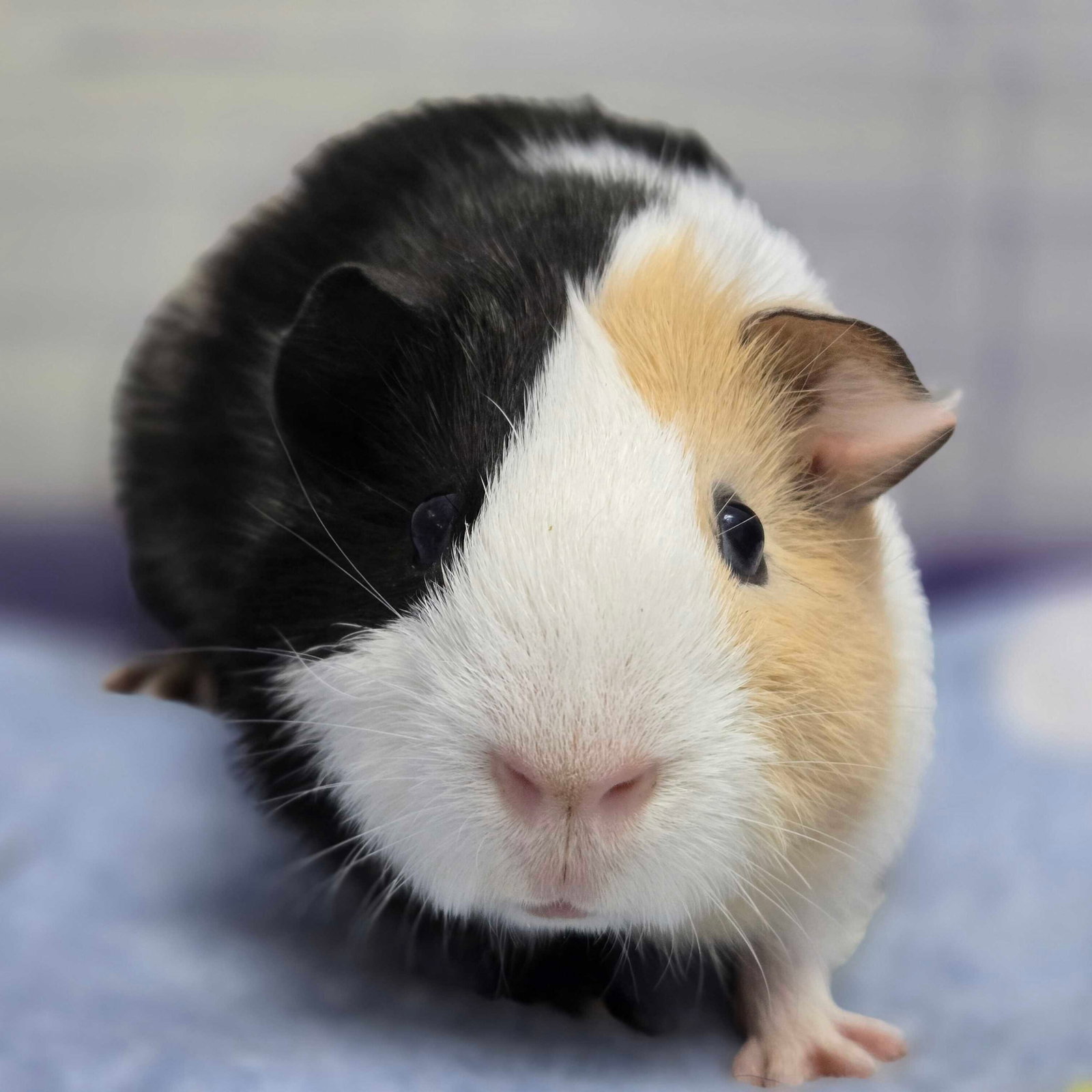 Sir Squiggles - Name Your Own Adoption Fee! Image