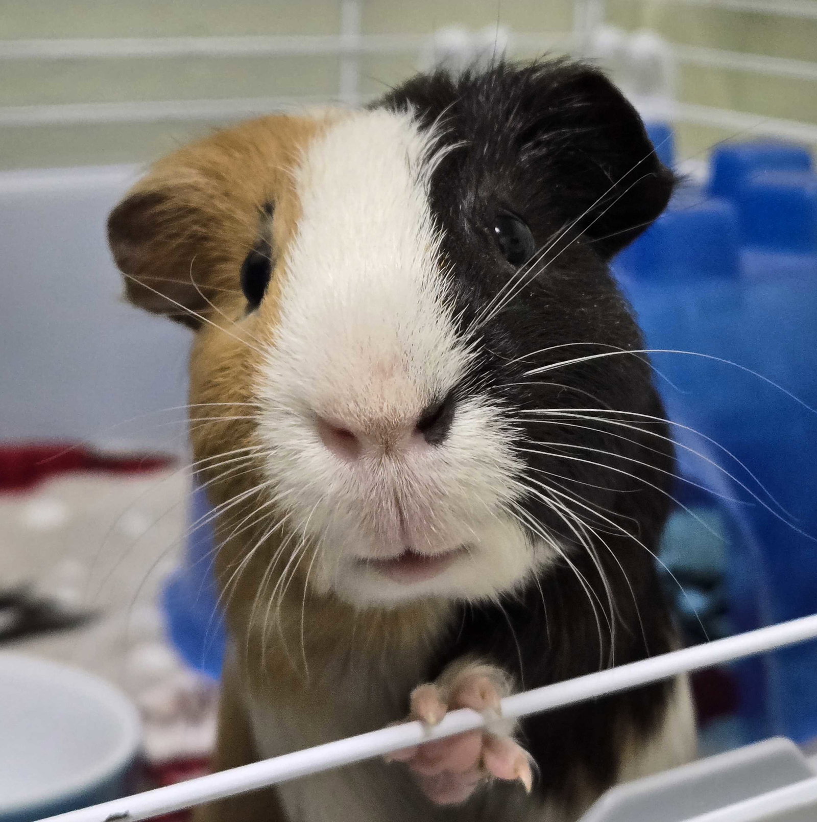 Coffee - Name Your Own Adoption Fee! Image