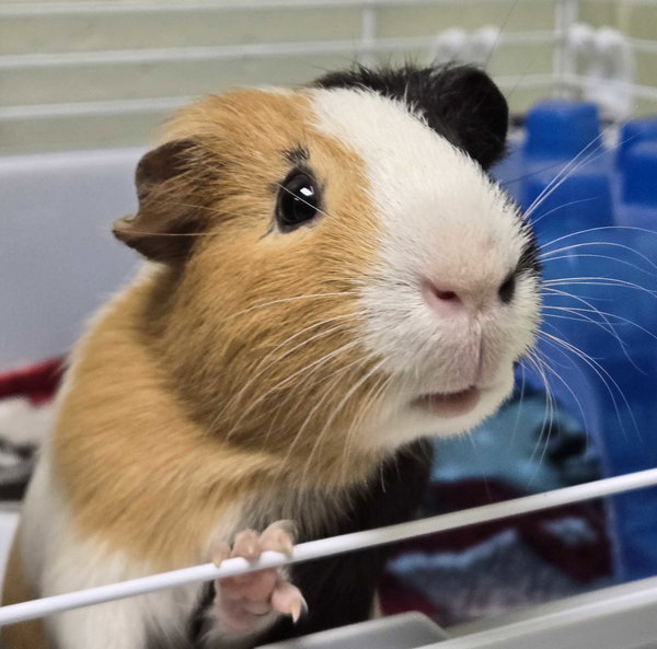 Coffee - Name Your Own Adoption Fee!