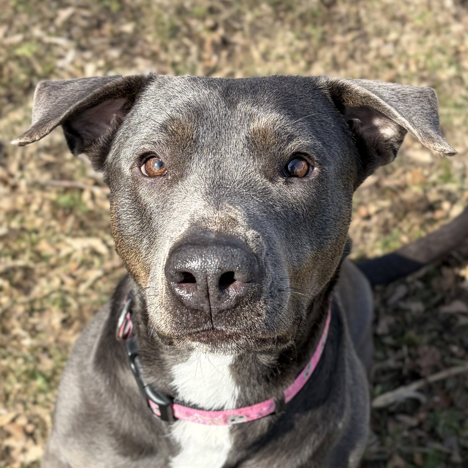 Cookie Crisp - Name Your Own Adoption fee!