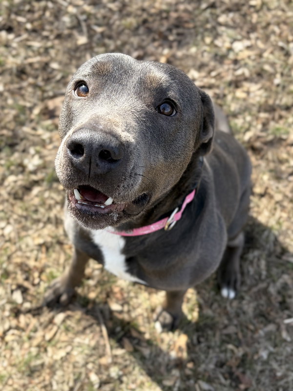 Cookie Crisp - Name Your Own Adoption fee!