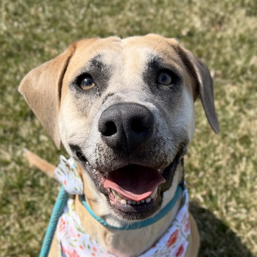 Caroline, an adoptable Labrador Retriever in Jefferson, WI