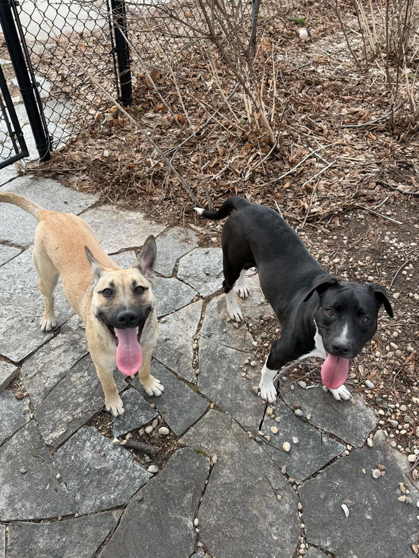 Costner - Name Your Own Adoption Fee!