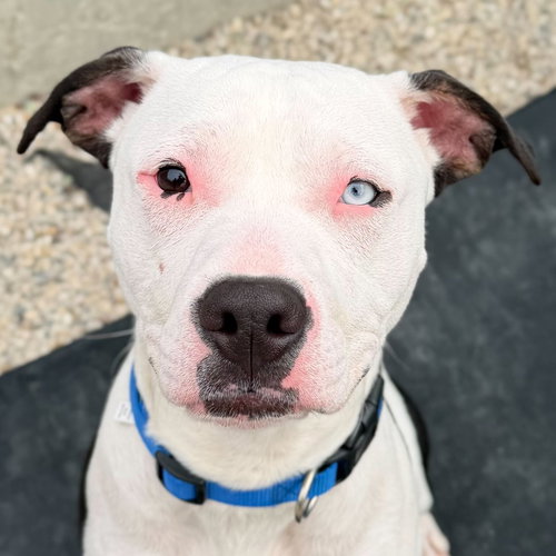 Buggy, an adoptable Pit Bull Terrier in Jefferson, WI