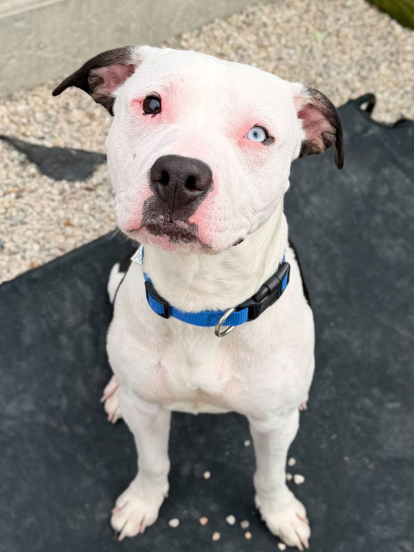 Buggy - Name Your Own Adoption Fee!