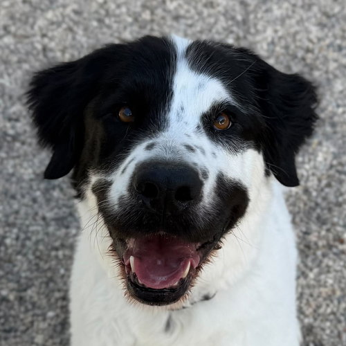 Beau - Adoption Fee Paid!, an adoptable Labrador Retriever in Jefferson, WI